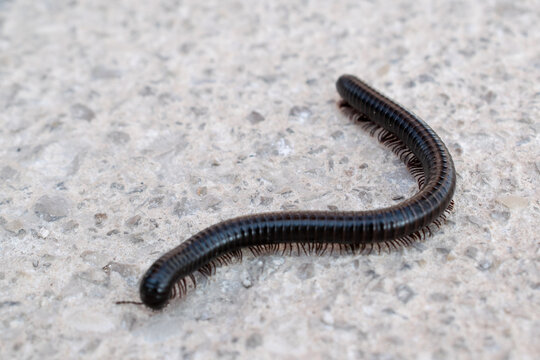 Macro close-up of a millipede crawling across a textured surface