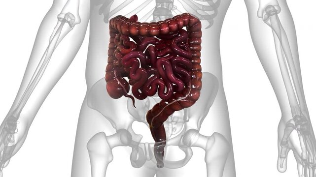 Human Digestive System Large and Small Intestine Anatomy Animation Concept