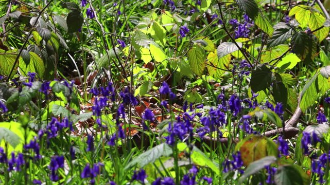Sun-dappled forest floor covered in beautiful blooming bluebell flowers in spring