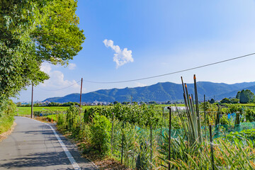 Obraz premium Rural Farm Road with Fields and Mountains Under a Blue Summer Sky in Japan