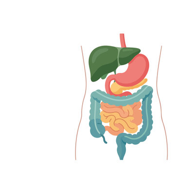 Human digestive system organs illustration