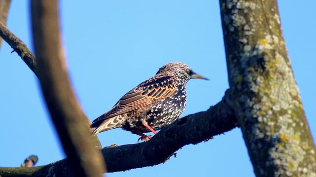 Close-up footage of a Common Starling with beautiful iridescent plumage perched on a tree branch against a clear blue sky.