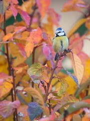 Plan rapproché d'une jolie mésange bleue posée sur la branche d'un arbre au milieu d'un feuillage aux couleurs d'automne. Scène colorée avec un mélange de jaune, bleu et orange. © Xavier