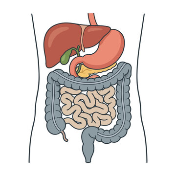Human digestive system internal organ diagram vector