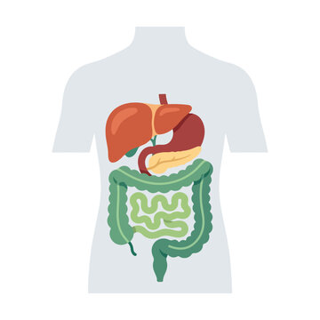 Human digestive system anatomy vector illustration on torso
