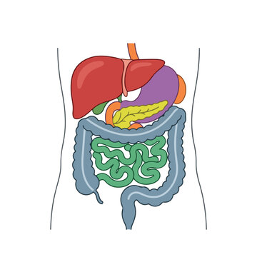 Human digestive system illustration showing internal organs