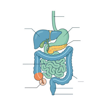 Human digestive system anatomy diagram with blank labeling lines