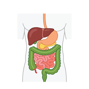 Human digestive system anatomical vector diagram