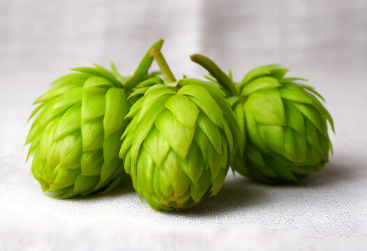 Brewing and craft beer ingredients, fresh green hop cones for organic beverage production and herbal medicine on a textured linen fabric background
