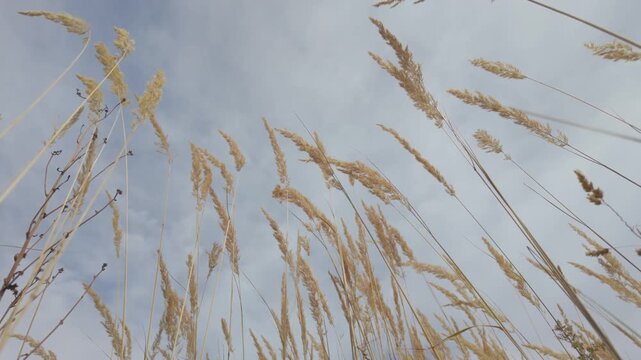 Low Angle View of Tall Dry Grass Swaying in the Wind Against a Cloudy Sky
