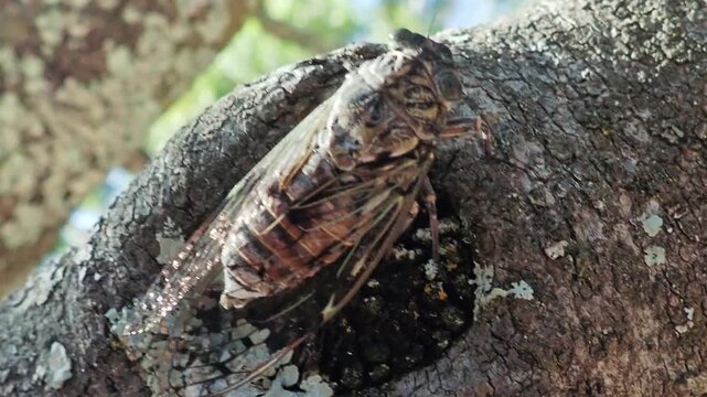 HD 1080p macro close-up of a large cicada walking on a tree trunk. Detailed shot highlighting the intricate compound eyes, textured thorax, and clear wing structure of the wild insect.