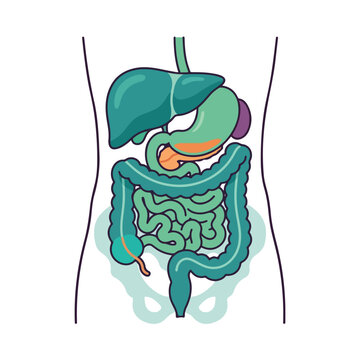 Human digestive system anatomical organs vector illustration