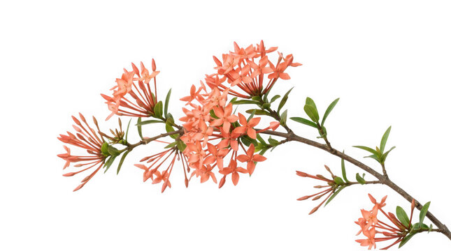 Branch of blooming orange ixora flowers with green leaves isolated on transparent background