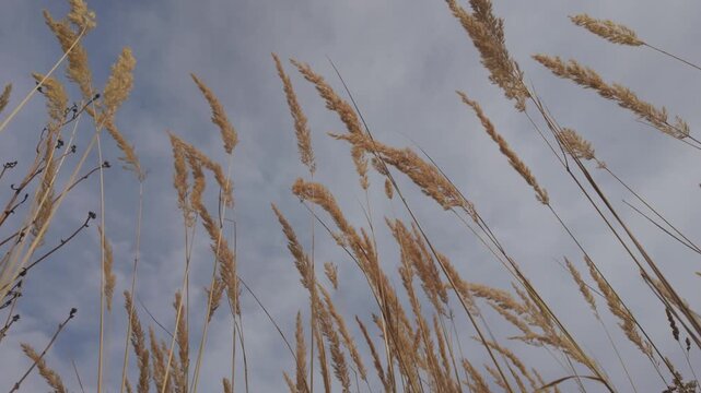 Cinematic low-angle shot of tall golden grass swaying gently in the wind against a cloudy blue sky.