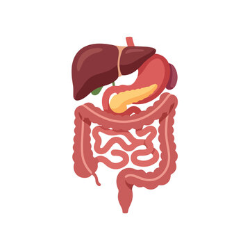 Human digestive system organs vector illustration