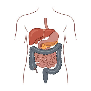 Human digestive system anatomical vector diagram with internal organs