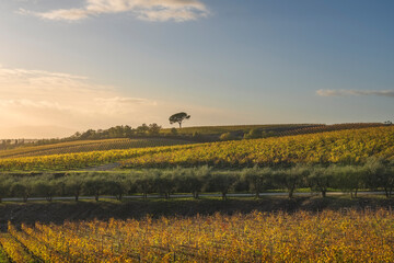 Obraz premium Chianti Vineyard Autumn Sunset View Lone Pine Tree Tuscany