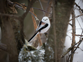 Long-tailed Tit Perched on Branch Near Nest, Hokkaido © YUTAKA