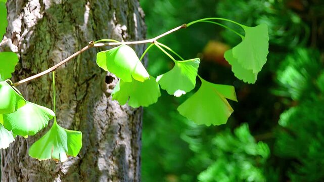 Vibrant Ginkgo Tree Leaves Glowing Brilliantly in Late Summer Sunlight, 4K