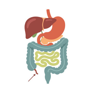 Human digestive system vector showing internal organs and appendix