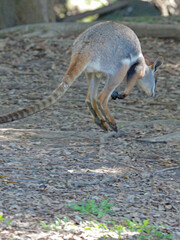 Yellow-Footed Rock-Wallaby Hopping Through a Forested Habitat © blueringmedia