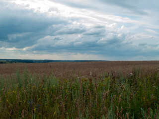 Obraz premium A ploughed field on a cloudy day