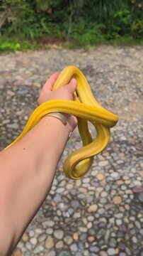 Golden Serpent in the Wild 🐍💛