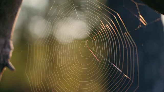 Close up of a spider sitting in the center of a web as direct sunlight creates stunning iridescent colors across the delicate threads against a soft bokeh background.