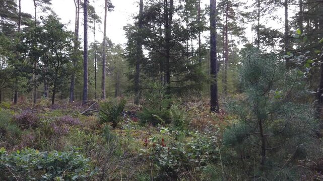 Moving through the late summer forest
