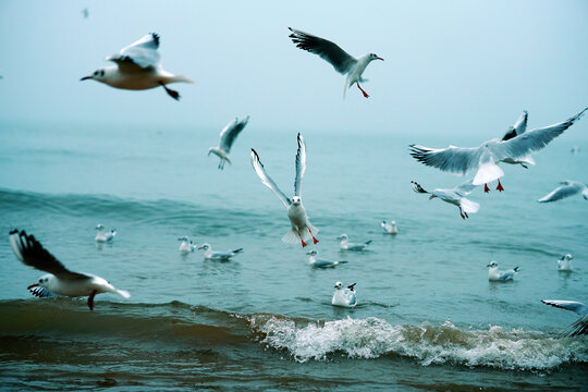 Seagulls Flying Over Calm Sea Waves