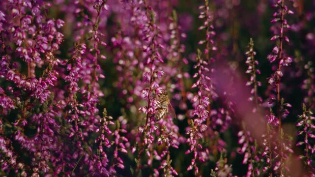 Close up of a wasp feeding on purple heather flowers in bright sunlight, capturing pollinator activity and vibrant details of a summer heathland ecosystem.