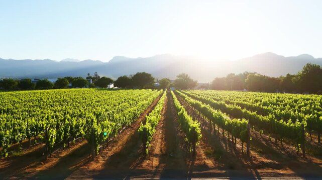 Scenic sunrise drone shot, slowly passing over a vineyard. Winelands, Paarl, Stellenbosch area.