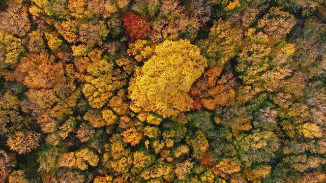 Top down close up aerial view bright yellow tree canopy among green forest foliage autumn season colorful tree crowns texture natural abstract background drone