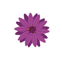 Fototapeta premium Purple Gerbera Daisy Flower Botanical Illustration