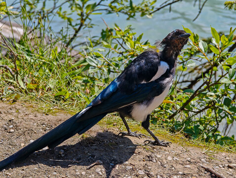 Bird on Lake Louise, Canada