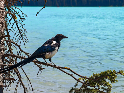 Bird on Lake Louise, Canada