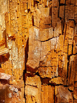 Wood of an old tree for background