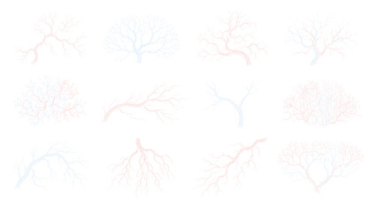Fototapeta premium Set of human blood vessel and vein patterns. Collection of red and blue anatomical capillary structures on transparent background