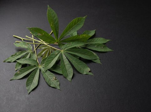 Fresh cassava leaves daun singkong palmate leaves cluster on dark stone background