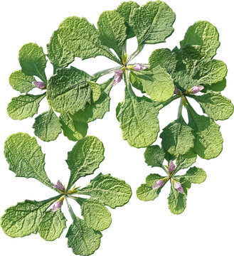 Plants PNG, Bushes PNG, Shrubs PNG, Greenery PNG, Tropical Plants, Garden Plants, Landscape Plants, Ornamental Plants, Decorative Plants, Outdoor Plants, Indoor Plants, Foliage PNG, Leafy Plants