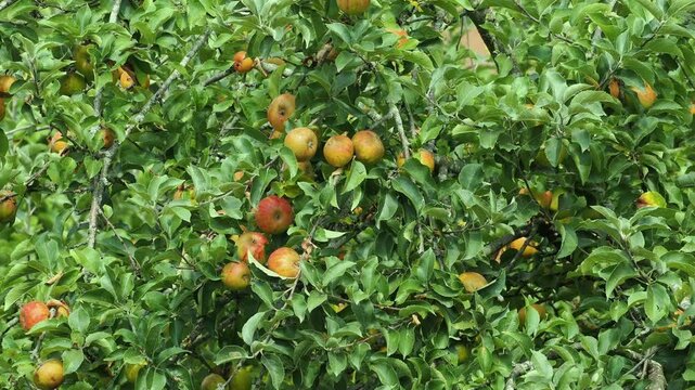 Cider apples ripened on the old apple tree.