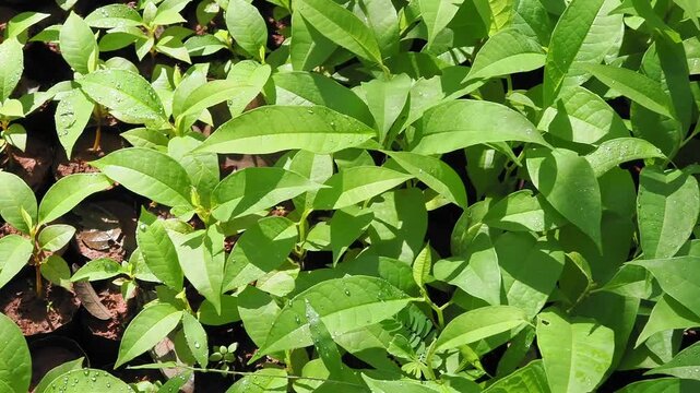 Golden champa seedling or orange champak seedlings grown in black nursery bags filled with soil and organic mulch in a nursery.