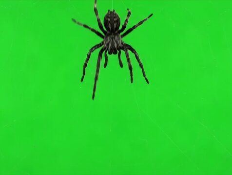 Black spider hanging down against a solid green screen chroma key background
