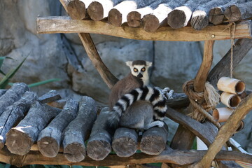 ring tailed lemur catta © photographerLucie