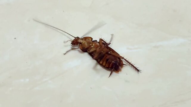 Close up video of a brown cockroach lying on its back on a white tile floor. The insect is moving its legs and antennae while trying to flip over.