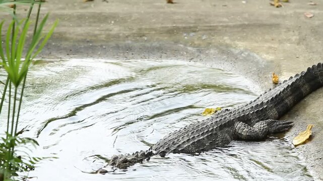  Alligator Silently Hiding Into Lake
