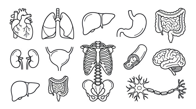 Human internal organ and anatomy line icon set.