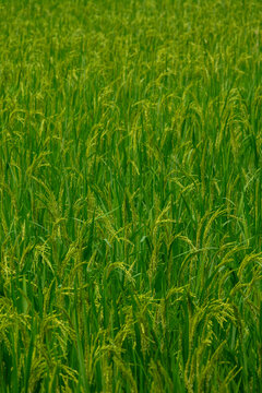 Close-up of a lush green rice paddy field, Rangpur Division, Goalpara, Bangladesh