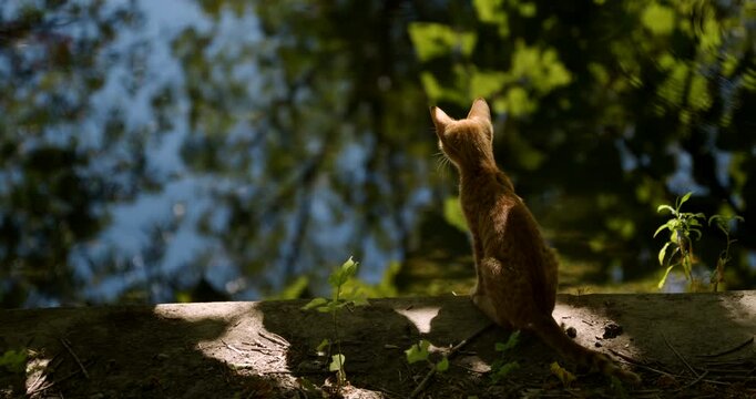 Small ginger kitten sitting on a stone ledge, gazing at tree foliage and water reflections. 4K.