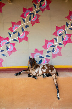 Goat resting on a wall decorated with traditional floral paintings, Rajshahi Division, Tikoil, Bangladesh